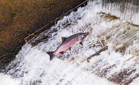 Salmon Jumping Dam Issaquah Hatrhery Washington.  Salmon swim up the Issaquah creek and are caught in the Hatchery.  In the Hatchery, they will be killed for their eggs and sperm, which will be used to create more salmon.の写真素材