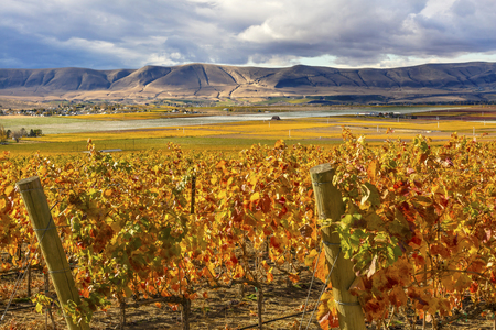 Orange Yellow Leaves Vines Rows Grapes Wine Autumn Red Mountain Benton City Washingtonの写真素材