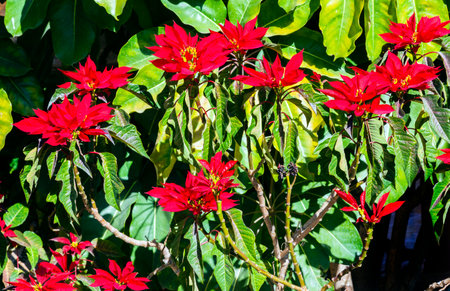 Red Poinsettia Tree Atotonilco Mexico.  Poinsettias in their natural setting in Mexico grow like trees.のeditorial素材