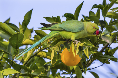 Green Rose Ringed Ring Necked Parrot Parriokeet Orange Tree Sea of Galilee Israel