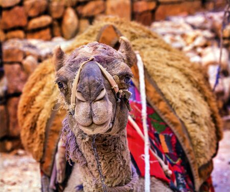 Camel Close Up Looking Treasury Siq Petra Jordan Petra Jordan.  Camelus dromedarius, one humped camel used in Middle East.  Camels are used to give rides and carry things.の写真素材