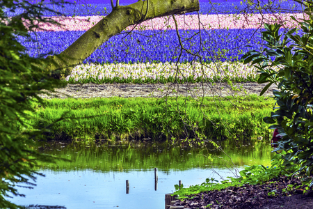 Pink Blue White Hyacinth Fields Green Grass River Reflection Keukenhoff Lisse Holland Netherlands.  Called the Garden of Europeの写真素材