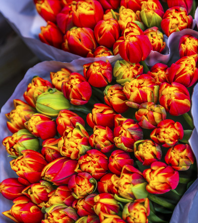 Red Yellow Tulips Flowers Bloemenmarket Flower Market Amsterdam Holland Netherlands. Red Tulips, perrenial bulb flower, are a symbols of love.の写真素材
