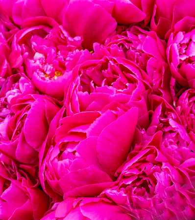 Pink Petals Peonies Flowers Paeonia Perrennialの写真素材