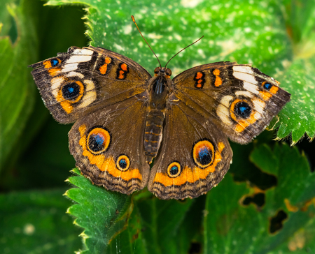 Common Buckeye Butterfly Junonia coenia  Washington