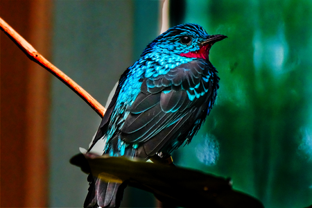 Spangled Cotinga Red Blue Feathers Cotinga cayanaの写真素材