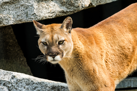 Mountain Lion, Cougar,  Concolor Predator, on Rocksn