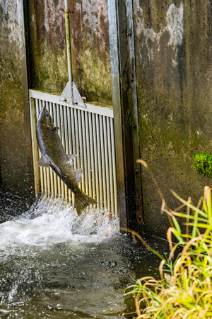 Chinook Salmon Jumping Issaquah Hatchery Washington.  Salmon swim up the Issaquah creek to the Hatchery.の写真素材