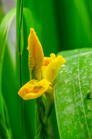 Yellow Swamp Iris Iris Psuedacorus Green Leaves Close Up