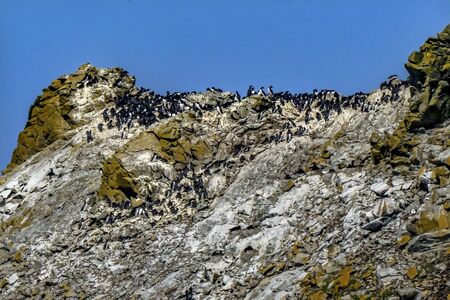 Large Colony Common Black White Muures Birds Rocks Bandon Beach Oregonの写真素材