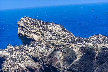 Large Colony Common Black White Muures Birds Rocks Bandon Beach Oregonの写真素材