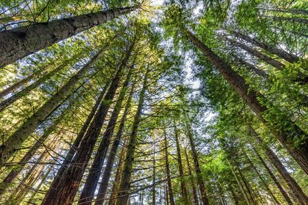 Green Towering Redwoods National Park Newton B Drury Drive Crescent City California. Tallest trees...