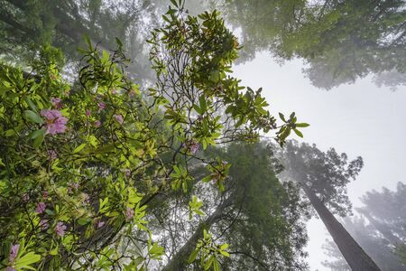 Coastal Mist Green Towering Trees Pink Rhododendron Lady Bird Johnson Grove Redwoods National Park California. Tallest trees in  World, 1000s of year old, size large buildingsの写真素材