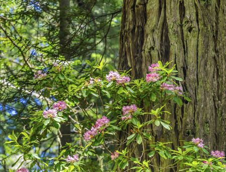 Green Towering Trees Pink Rhododendron Lady Bird Johnson Grove Redwoods National Park California. Tallest trees in  World, 1000s of year old, size large buildingsの写真素材