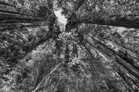 Green Towering Redwoods National Park Newton B Drury Drive Crescent City California. Tallest trees in  World, 1000s of year old, size large buildingsの写真素材