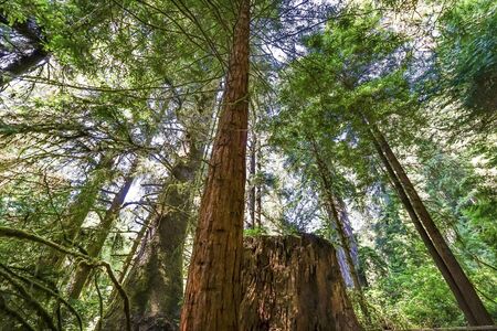 Green Towering Redwoods National Park Newton B Drury Drive Crescent City California. Tallest trees...