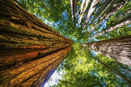 Green Towering Redwoods National Park Newton B Drury Drive Crescent City California. Tallest trees in  World, 1000s of year old, size large buildingsの写真素材