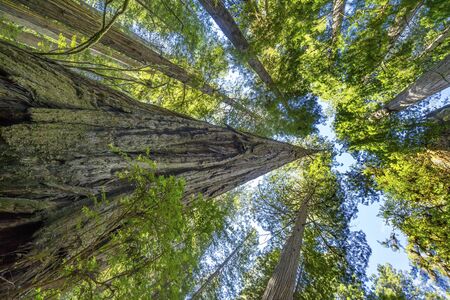 Green Towering Redwoods National Park Newton B Drury Drive Crescent City California. Tallest trees in  World, 1000s of year old, size large buildingsの写真素材