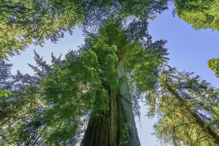 Green Towering Redwoods National Park Newton B Drury Drive Crescent City California. Tallest trees in  World, 1000s of year old, size large buildingsの写真素材