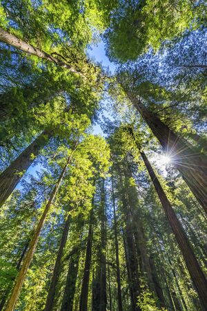 Sun Star Rays Green Towering Redwoods National Park Newton B Drury Drive Crescent City California. Tallest trees in  World, 1000s of year old, size large buildingsの写真素材