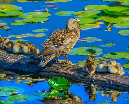 Mallard Duck Female Small Ducklings Baby Ducks Juanita Bay Park Lake Washington Kirkland Washiingtonの写真素材