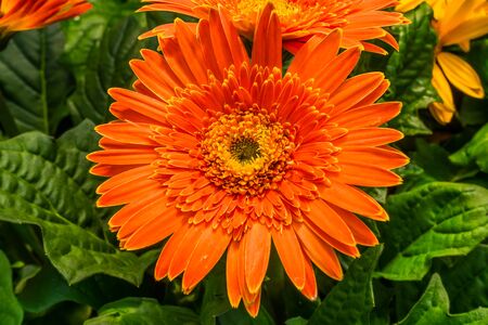 Orange Petals Transvaal Daisy Gerbera Jamesoni Asterceae Flower Perrenialの写真素材