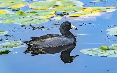 American Coot Bird Duck Mud Hen Green Lily Pads Juanita Bay Park Lake Washington Kirkland Washiington.  Coot technically classified as duck, but bird.. の写真素材