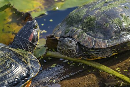 Western Painted Turtles Juanita Bay Park Lake Washington Kirkland Washiington