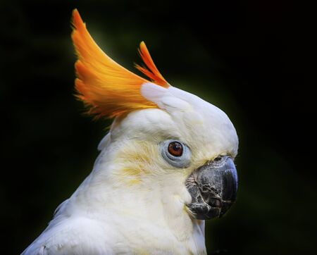 Orange Crest Citron Crested Cockatoo.  Medium sized cockatoo endangered species from Indonesia