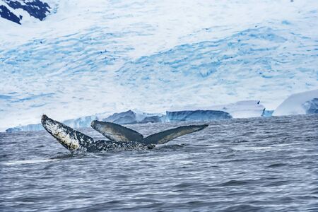 Two Humback Baleen Whales Tails Chasing Krill Blue Sea Water Charlotte Bay Antarctic Peninsula Antarcticaの写真素材
