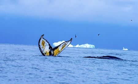 Humback Baleen Whale Tail Chasing Krill Blue Charlotte Bay Antarctic Peninsula Antarctica
