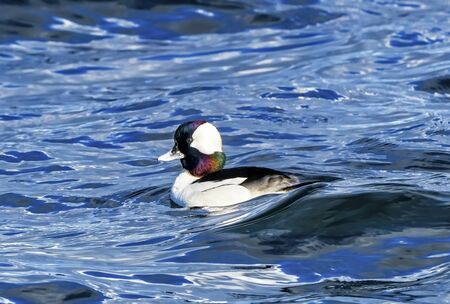 Bufflehead Duck Blue Waters Lake Washington Bellevue Washiington. Native to North Americaの写真素材