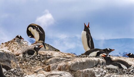 Gentoo Penguins Snow Calling For Mate Rookery Damoy Point Antarctic Peninsula Antarctica.の写真素材
