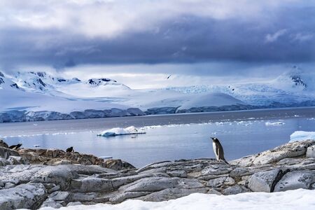 Snow Mountains Bay Blue Glaciers Gentoo Penguins Rookery Damoy Point Antarctic Peninsula Antarctica.の写真素材