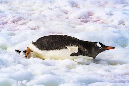 Gentoo Penguins Sledding Snow Highway Rookery Damoy Point Antarctic Peninsula Antarctica.  Penguins will often sled on their stomachs while going to water.の写真素材
