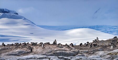 Gentoo Penguins Rookery Snow Mountains Damoy Point Antarctic Peninsula Antarctica.の写真素材