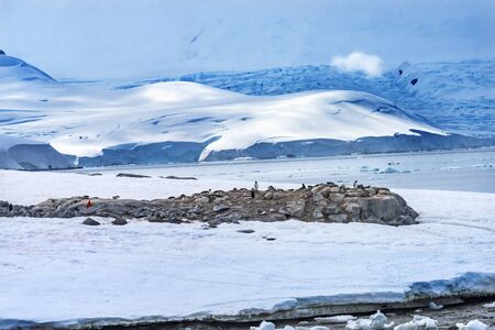 Gentoo Penguins Snow Highway Rookery Damoy Point Antarctic Peninsula Antarctica.