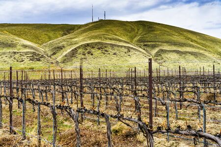 Grape Vines Row Winter Red Mountain Benton City Washingtonの写真素材