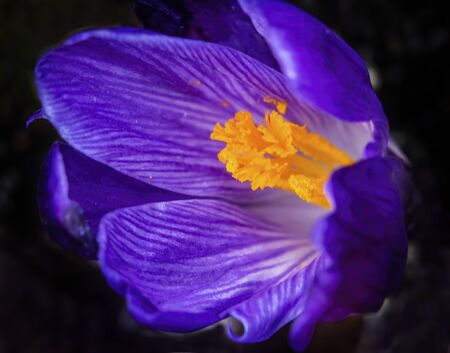 Blue Purple Yellow Crocus Blossom Blooming Macro Bellevue Washington State.  First flower of springの写真素材