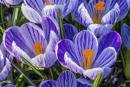 Blue Purple White Yellow Crocuses Blossoms Blooming Macro Bellevue Washington State.  First flower of springの写真素材