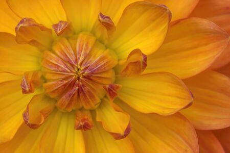 Orange Yellow Waterlily Many Petals Dahlia Blooming Macro.の写真素材