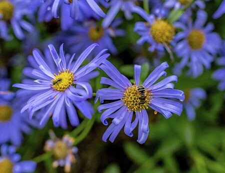 Orange Honey Bee Feeding Blue Bushy Aster Botanical Garden Bellevue Washingtonの写真素材