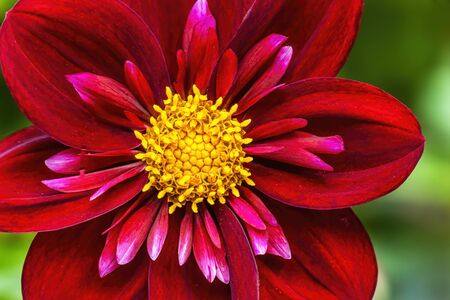 Burgundy Red Yellow Coliarette Dahlia Blooming Macro. Dahlia named Don Hillの写真素材