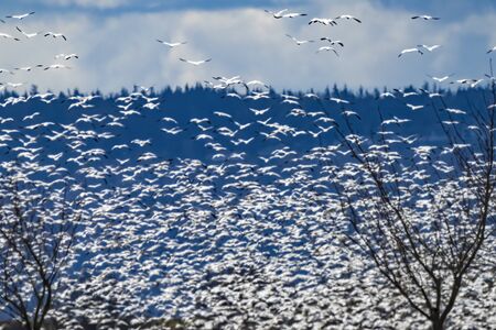 Thousands of Snow Geese Flying Mountains Skagit Valley Washington