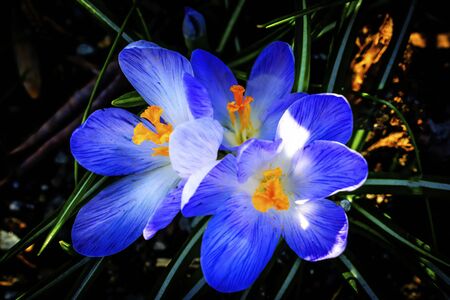 Blue Purple White Crocuses Blossoms Blooming Macro Bellevue Washington State.  First flower of springの写真素材