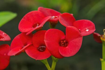 Red Flowers Crown of Thorns Christ Plant Thorn Corona de Cristo Green Leaves Easter Island Chileの写真素材