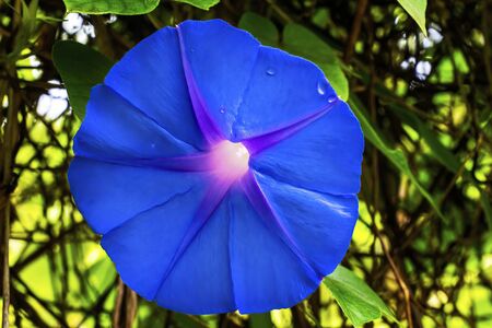 Blue White Heavenly Morning Glory Ipomoea tricolor Blossom Blooming Macro Vine Bellevue Washington State.  Originally from Mexico.の写真素材