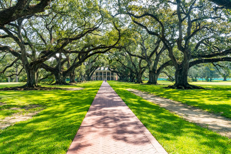 Oak Trees Oak Alley Plantation House Vacherie Saint James Parish Louisiana. Sugar Plantation National Historic Landmark built in early 1800s based on slavery.  Plantation went bankrupt at end of Civil War with freeing of slaves.のeditorial素材