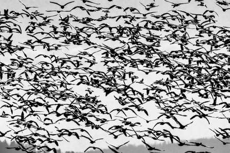 Thousands Snow Geese Flying Skagit Valley Washingtonの写真素材