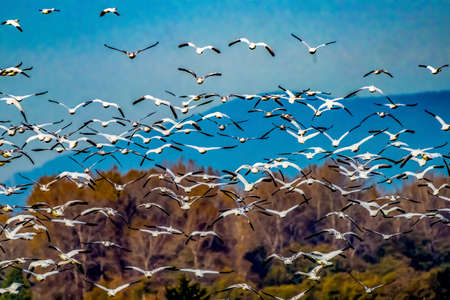 Many Snow Geese Flying Skagit Valley Washington